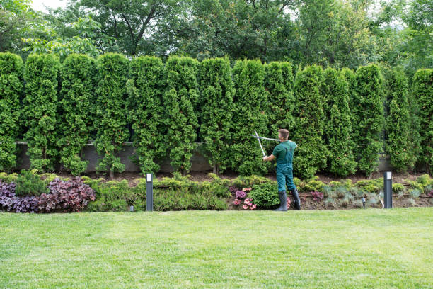 Trusted Mechanicville, NY Tree Removal and Landscaping Services Experts